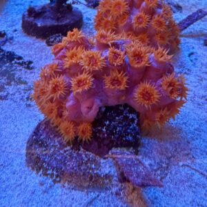 Tubastrea spp Sun Coral orange