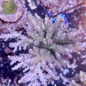 Acropora Tenuis