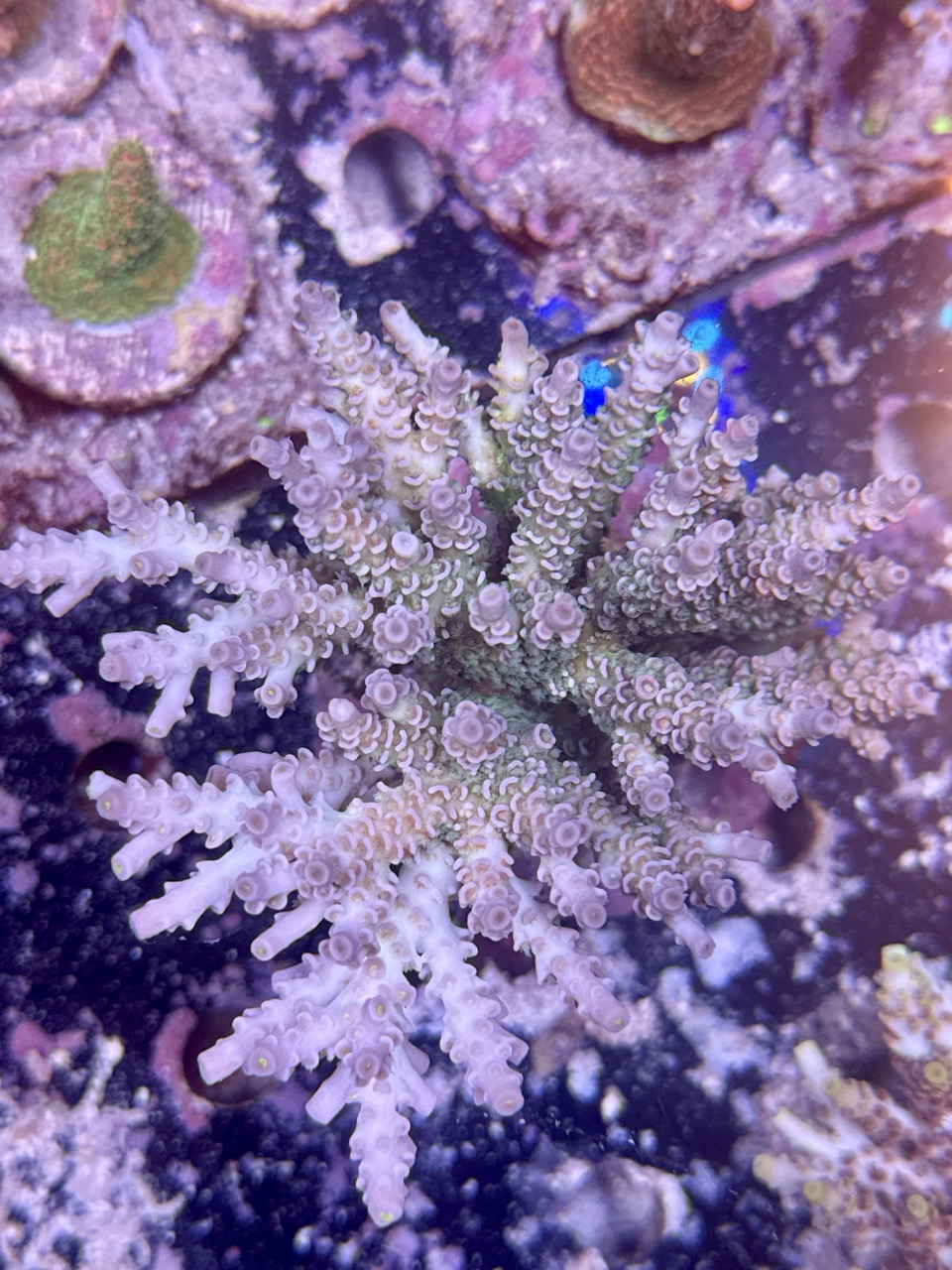 Acropora Tenuis