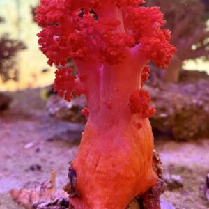 Dendronephthya red WYSIWIG