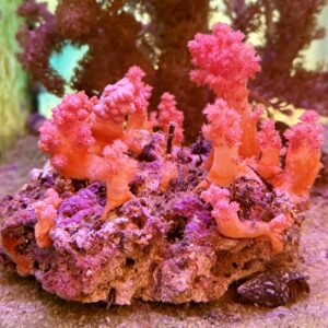 Dendronephthya red, Stein WYSIWIG