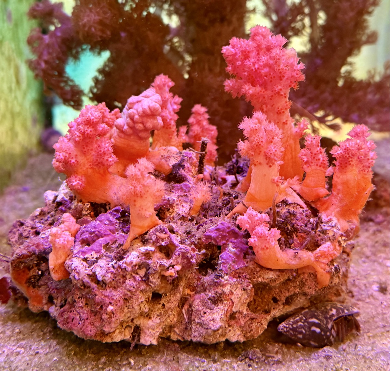 Dendronephthya red, Stein WYSIWIG