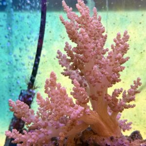 Dendronephthya sp