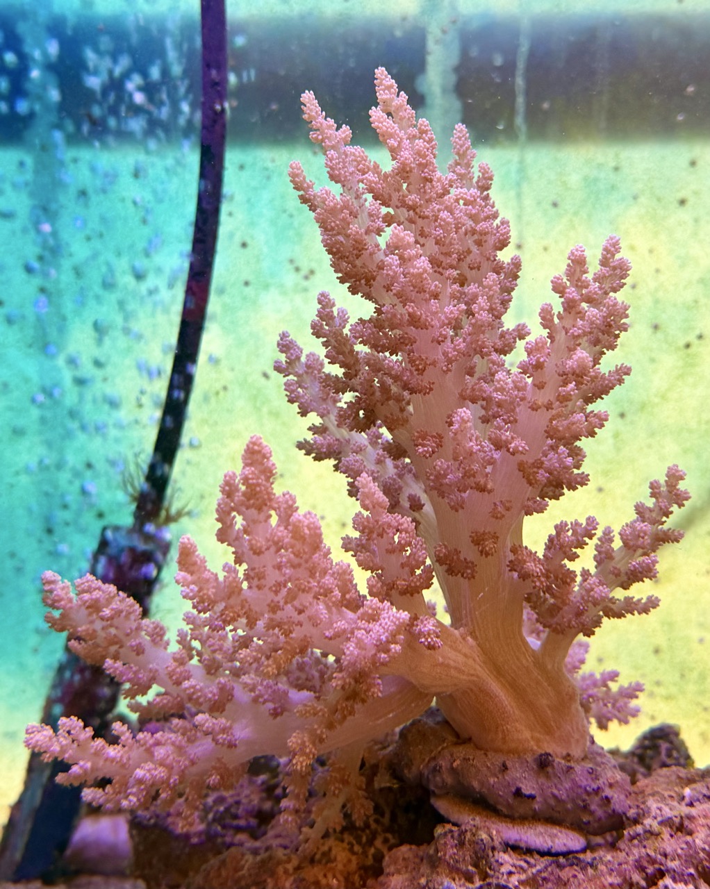 Dendronephthya sp