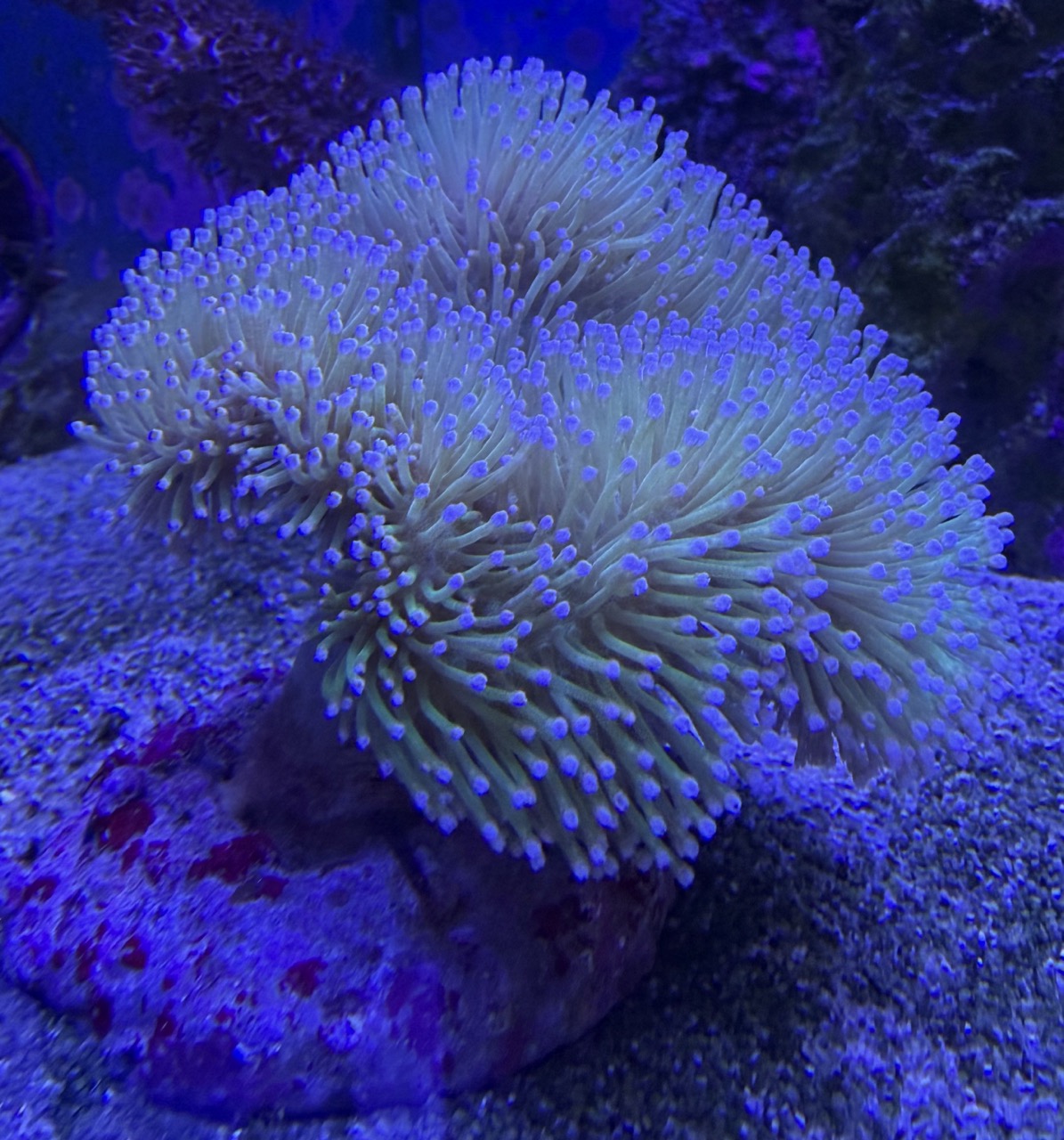 Sarcophyton sp Pilzleder Koralle