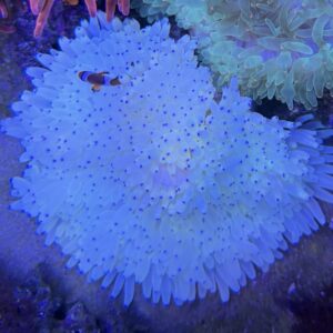 Heteractis Malu white milky