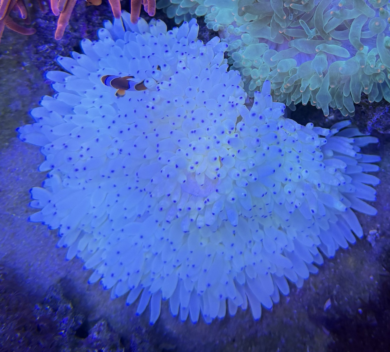 Heteractis Malu white milky