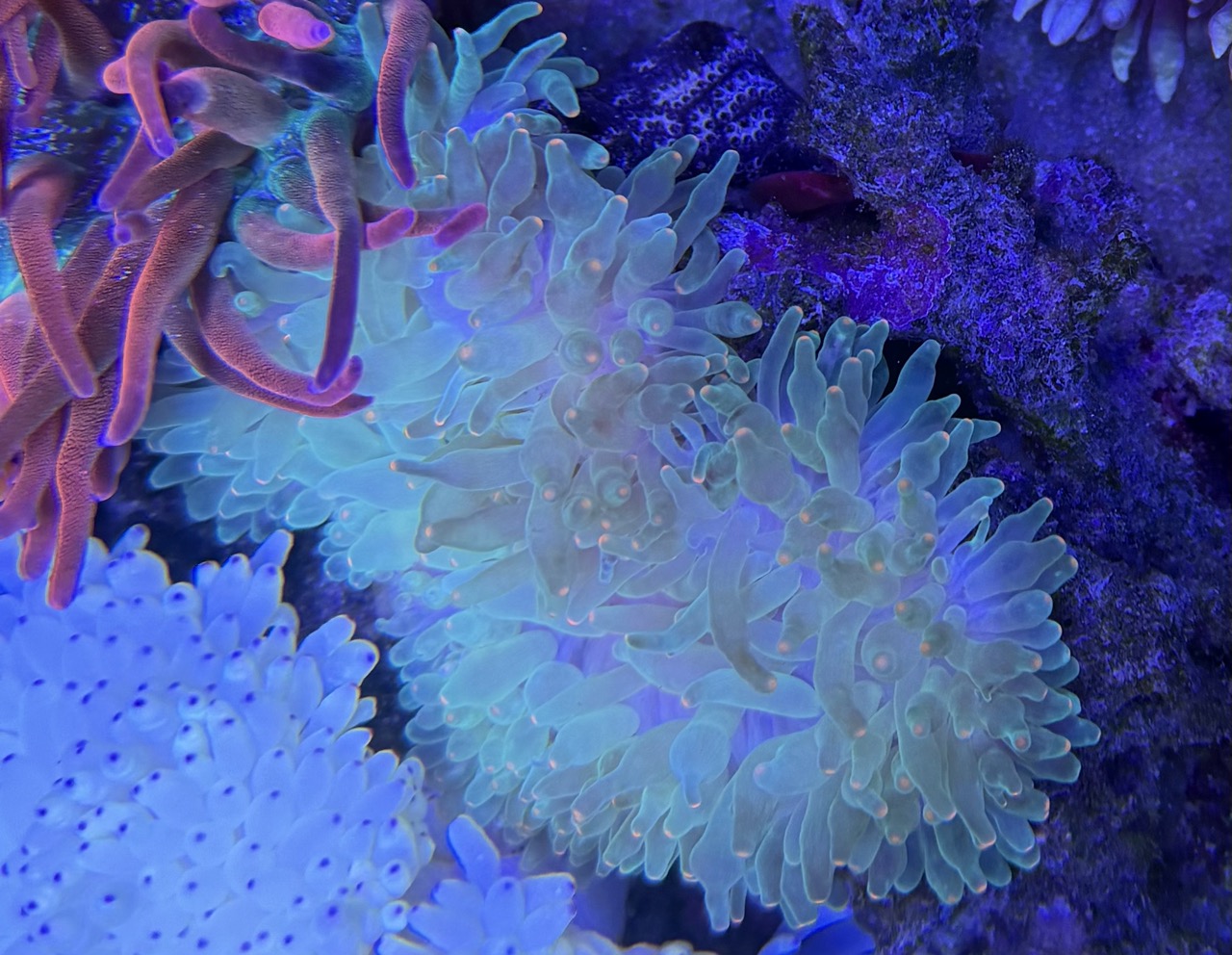 Entaqmea quadricolor