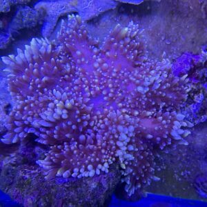 Heteractis Malu Purple