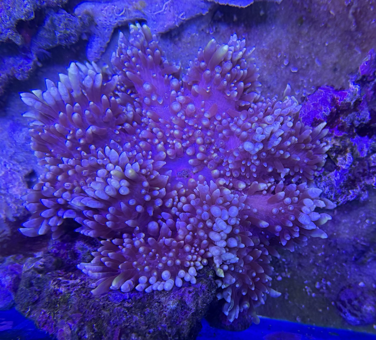 Heteractis Malu Purple
