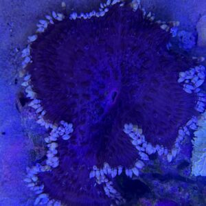Heteractis Malu Purple