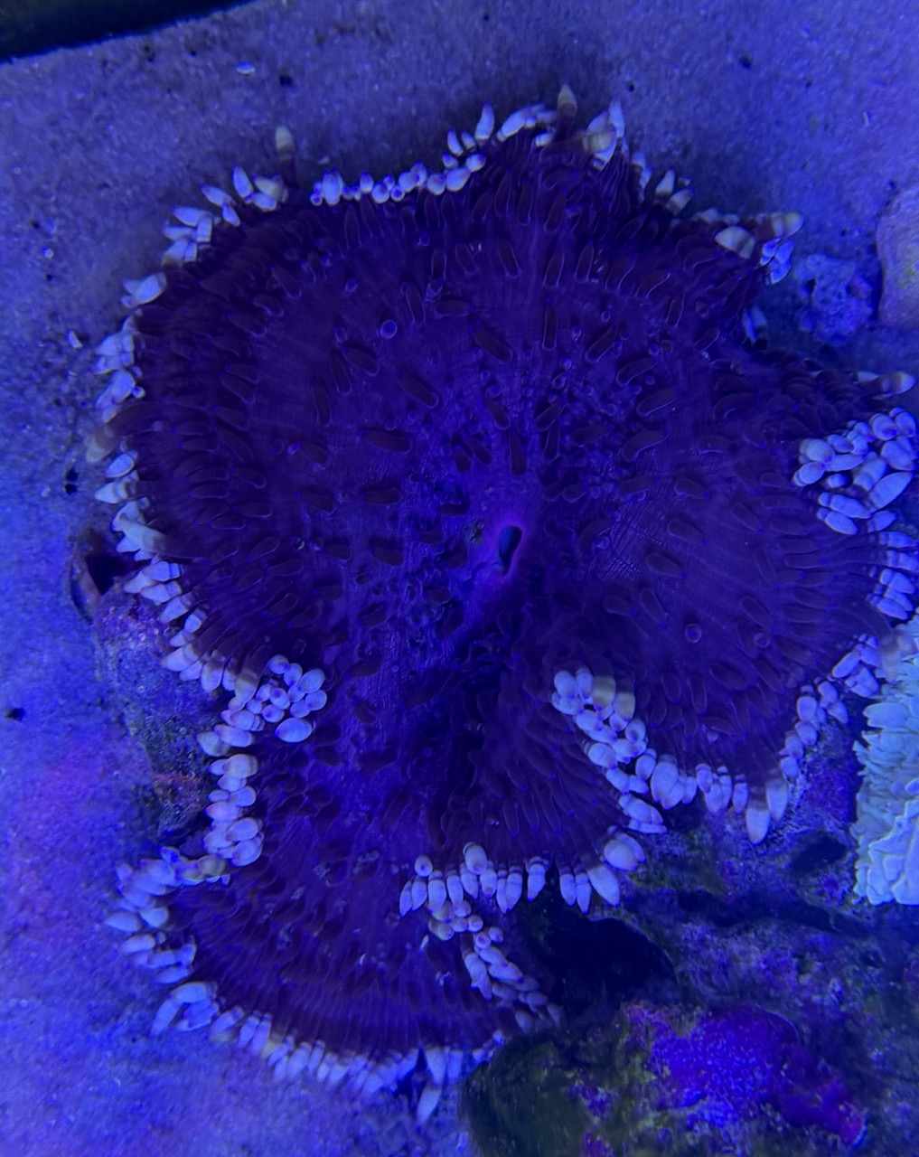 Heteractis Malu Purple