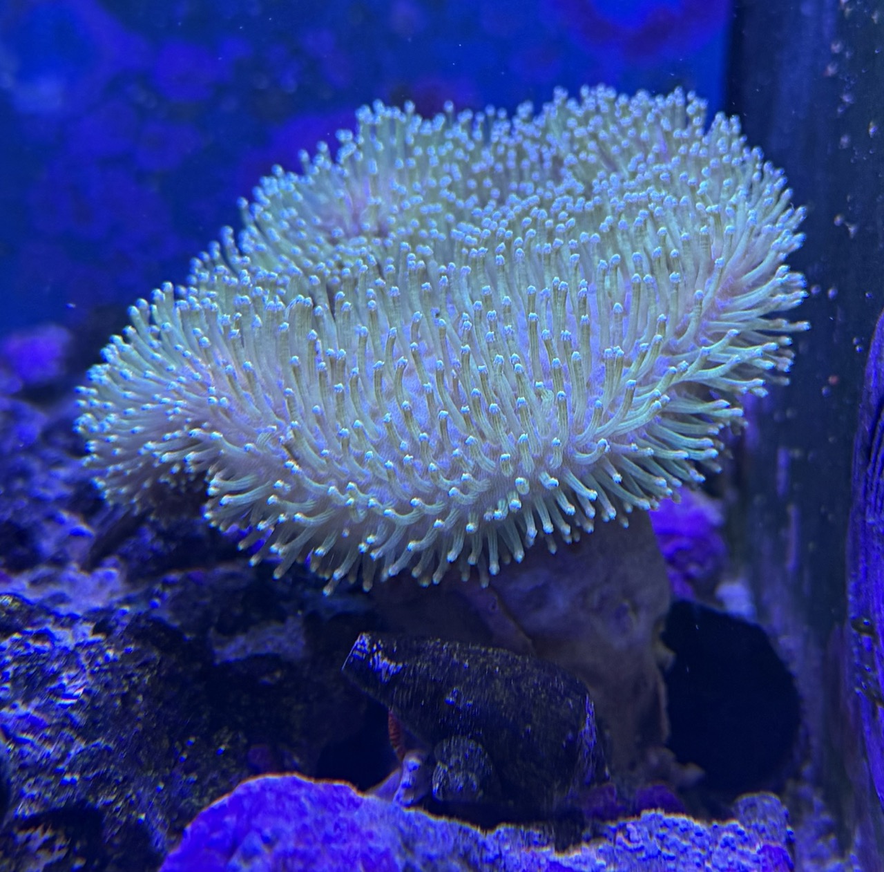Sarcophyton sp Pilzleder Koralle
