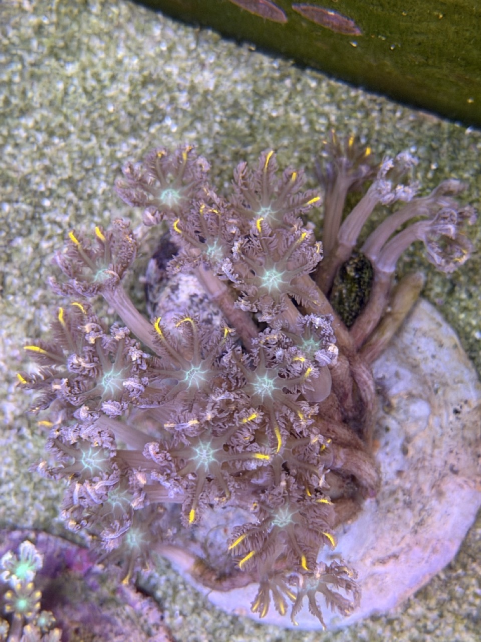 Clavularia WYSIWIG
