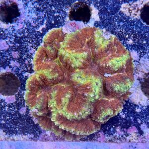 Lobophyllia spp., WYSIWYG