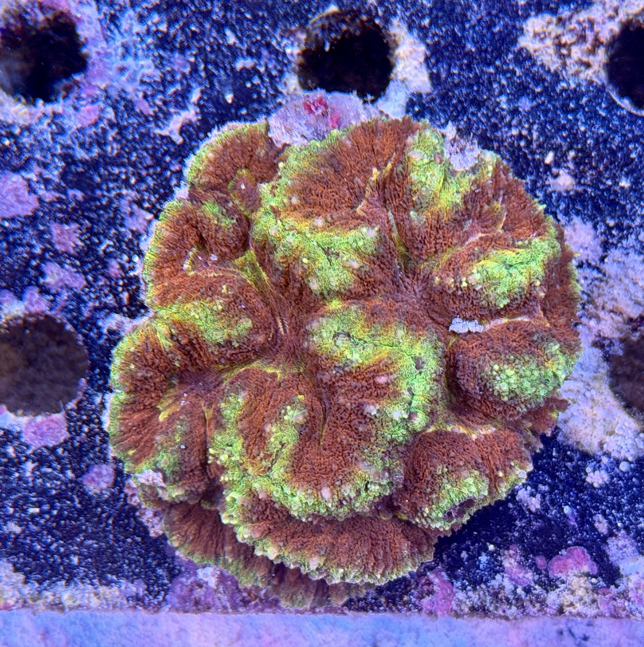 Lobophyllia spp., WYSIWYG