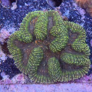 Lobophyllia spp., WYSIWYG