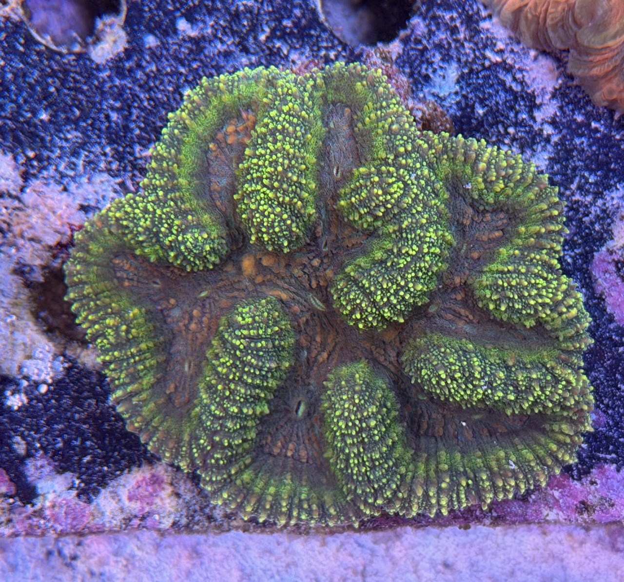 Lobophyllia spp., WYSIWYG