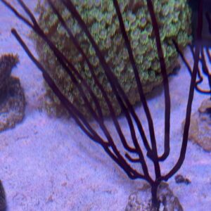 Blue whip Gorgonia