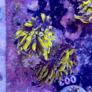 Euphyllia glabrescens 24k full banana 2 Head