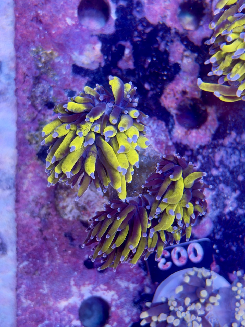 Euphyllia glabrescens 24k full banana 2 Head