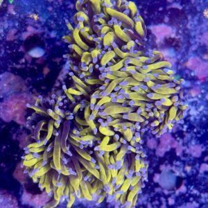 Euphyllia glabrescens 24k full banana 4 Head