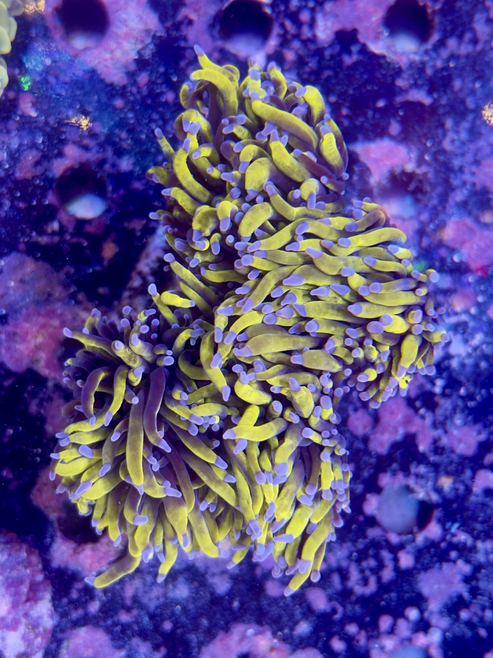 Euphyllia glabrescens 24k full banana 4 Head