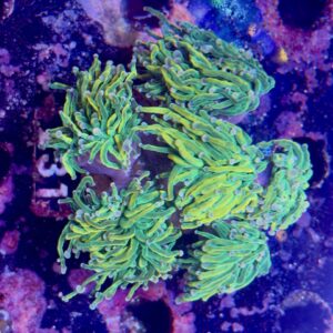 Euphyllia glabrescens dragon tamer 5 Head