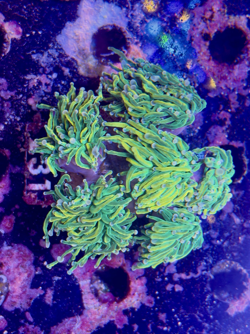 Euphyllia glabrescens dragon tamer 5 Head