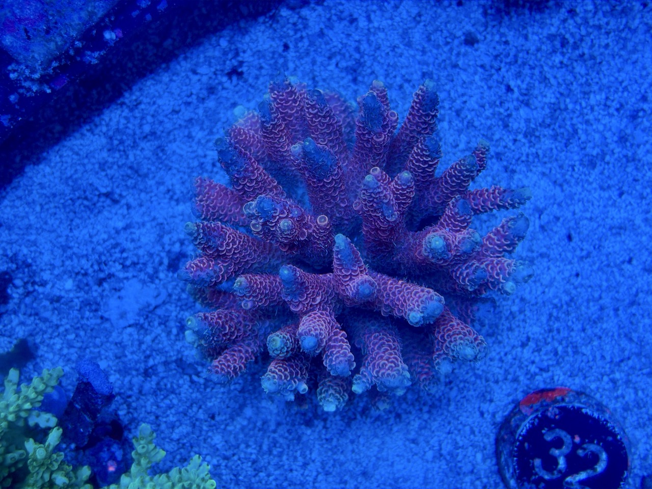 Acropora millepora wild colony XL – Bild 2