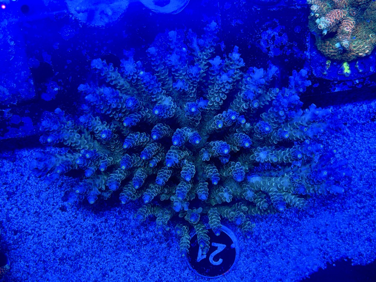 Acropora tenuis wild colony XXL – Bild 2