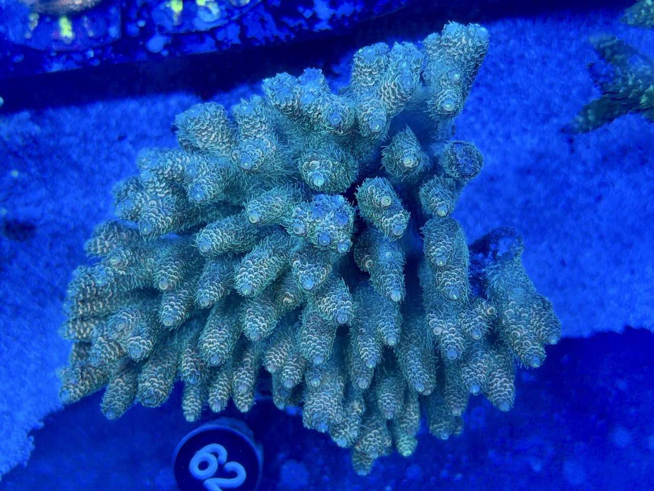 Acropora millepora wild colony XXL – Bild 2