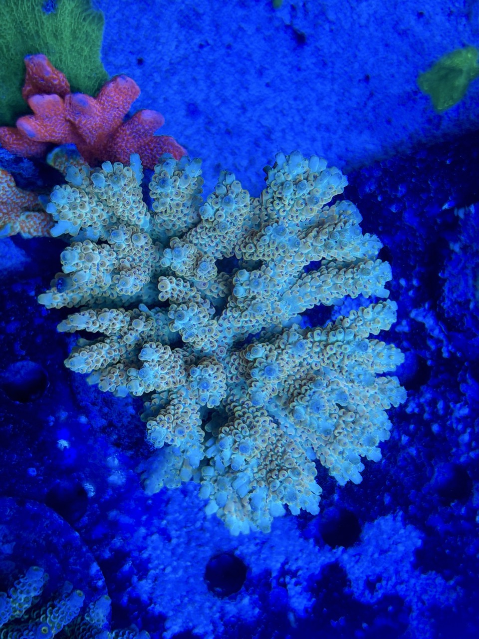 Acropora microlados XL – Bild 2