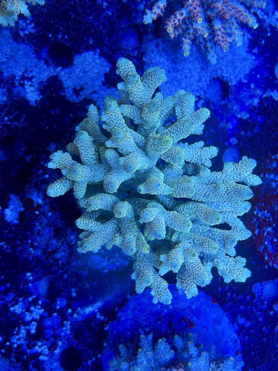 Acropora millepora XL – Bild 2