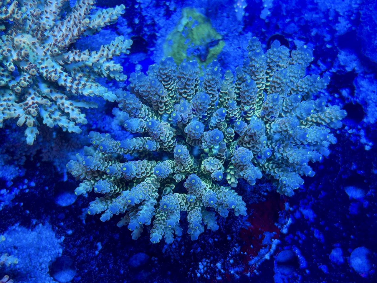Acropora tenuis XXL – Bild 2