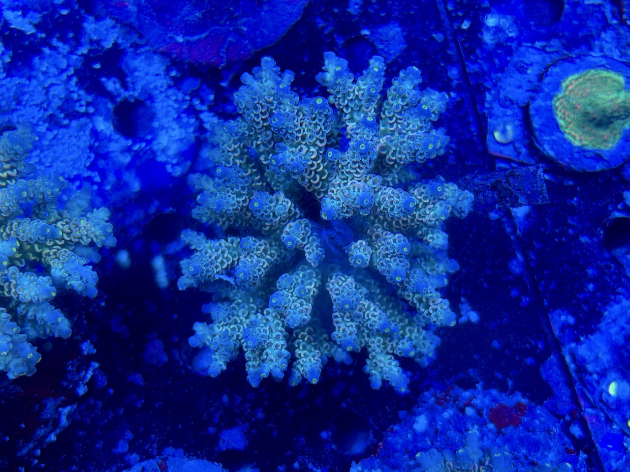 Acropora tenuis XXL – Bild 2