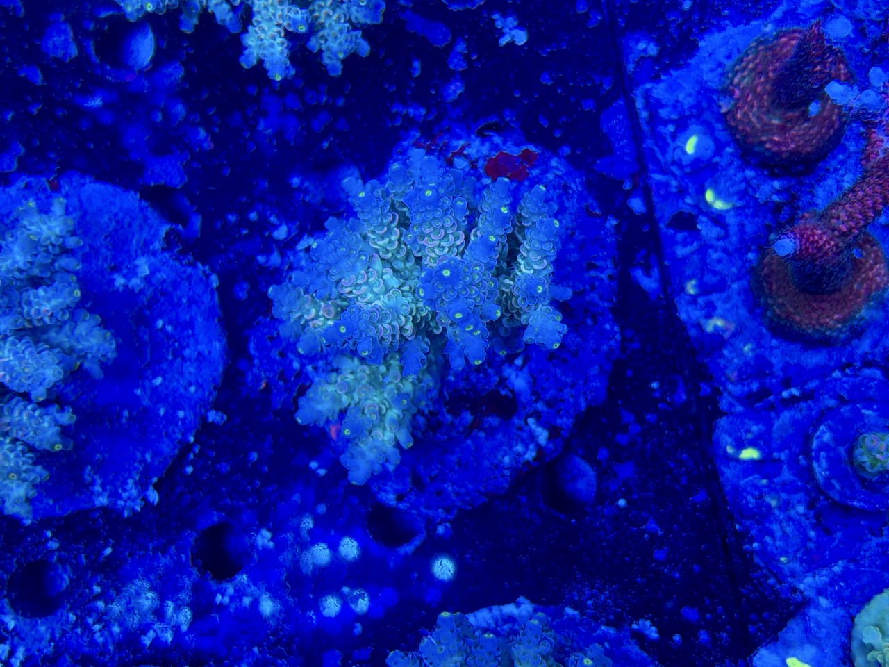 Acropora tenuis XL – Bild 2