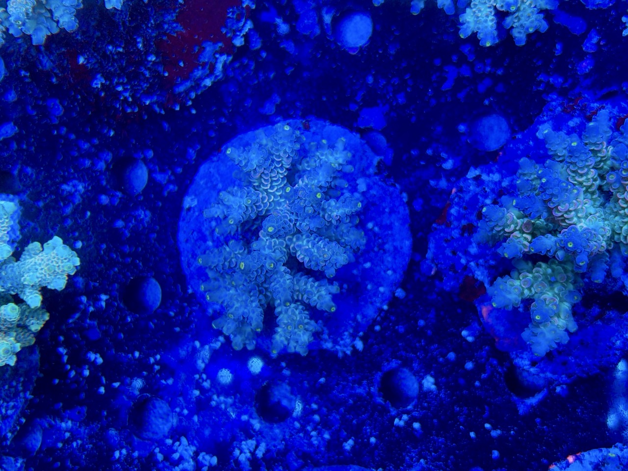 Acropora tenuis XL – Bild 2