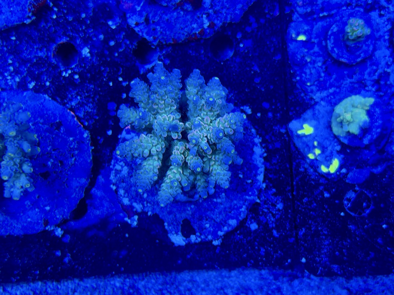 Acropora tenuis XL – Bild 2