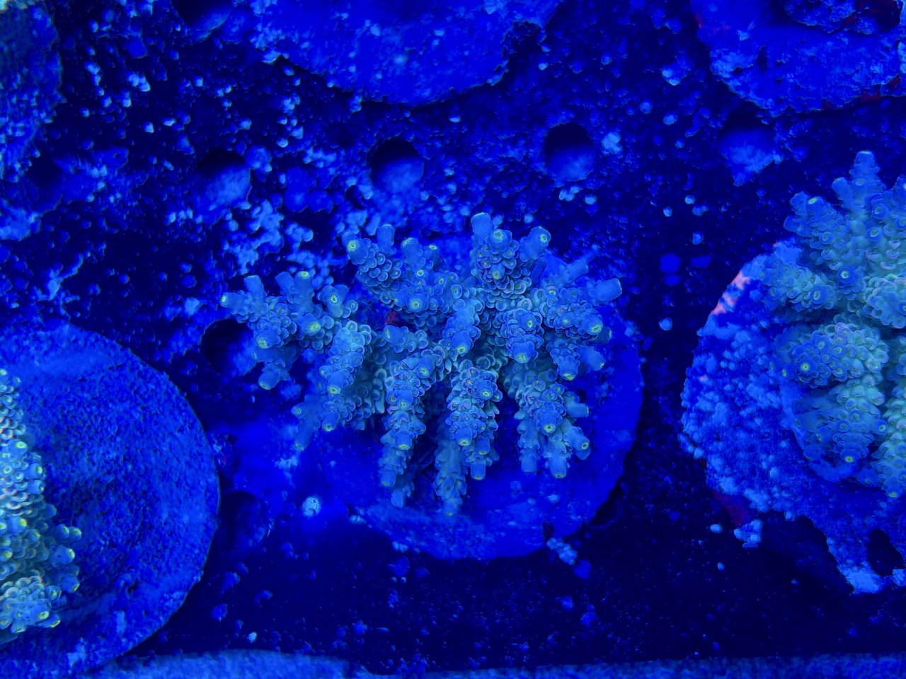 Acropora tenuis XL – Bild 2