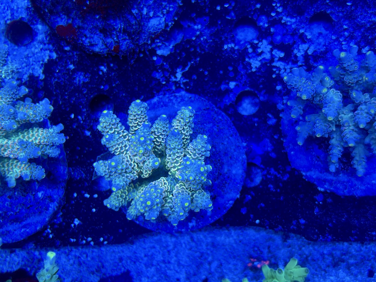 Acropora tenuis L – Bild 2