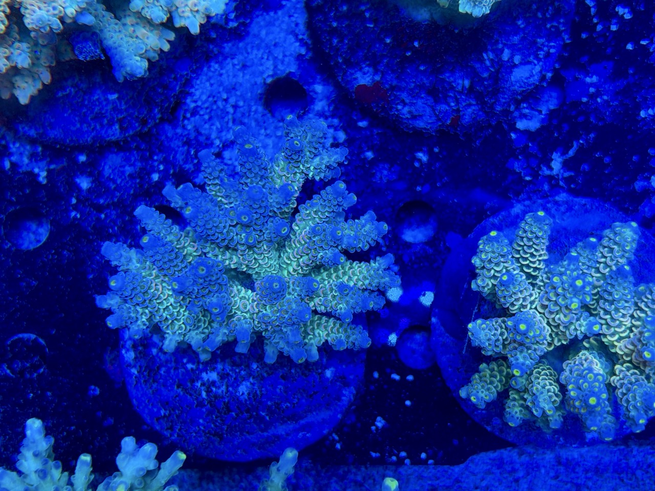 Acropora tenuis L – Bild 2