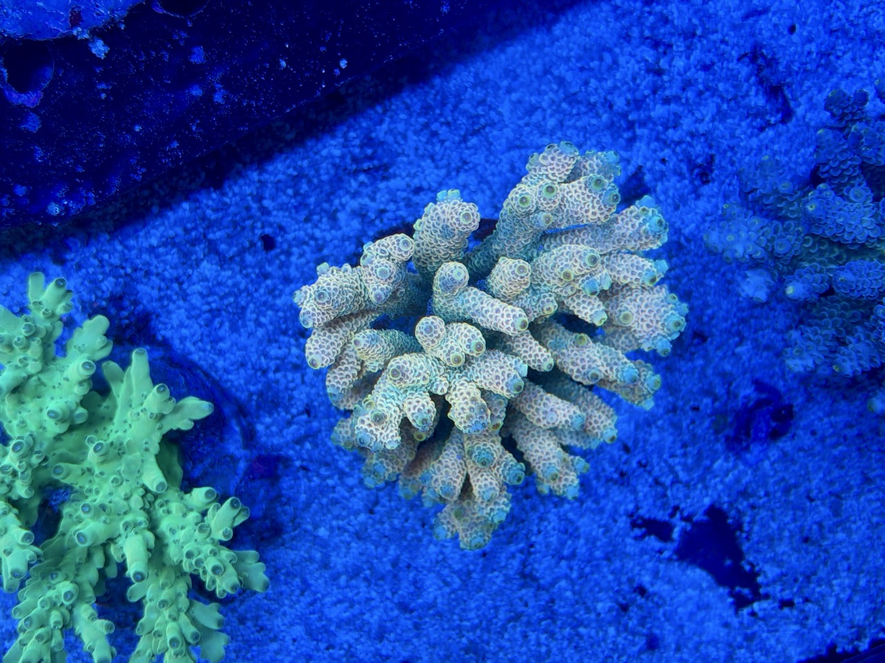Acropora millepora XL – Bild 2