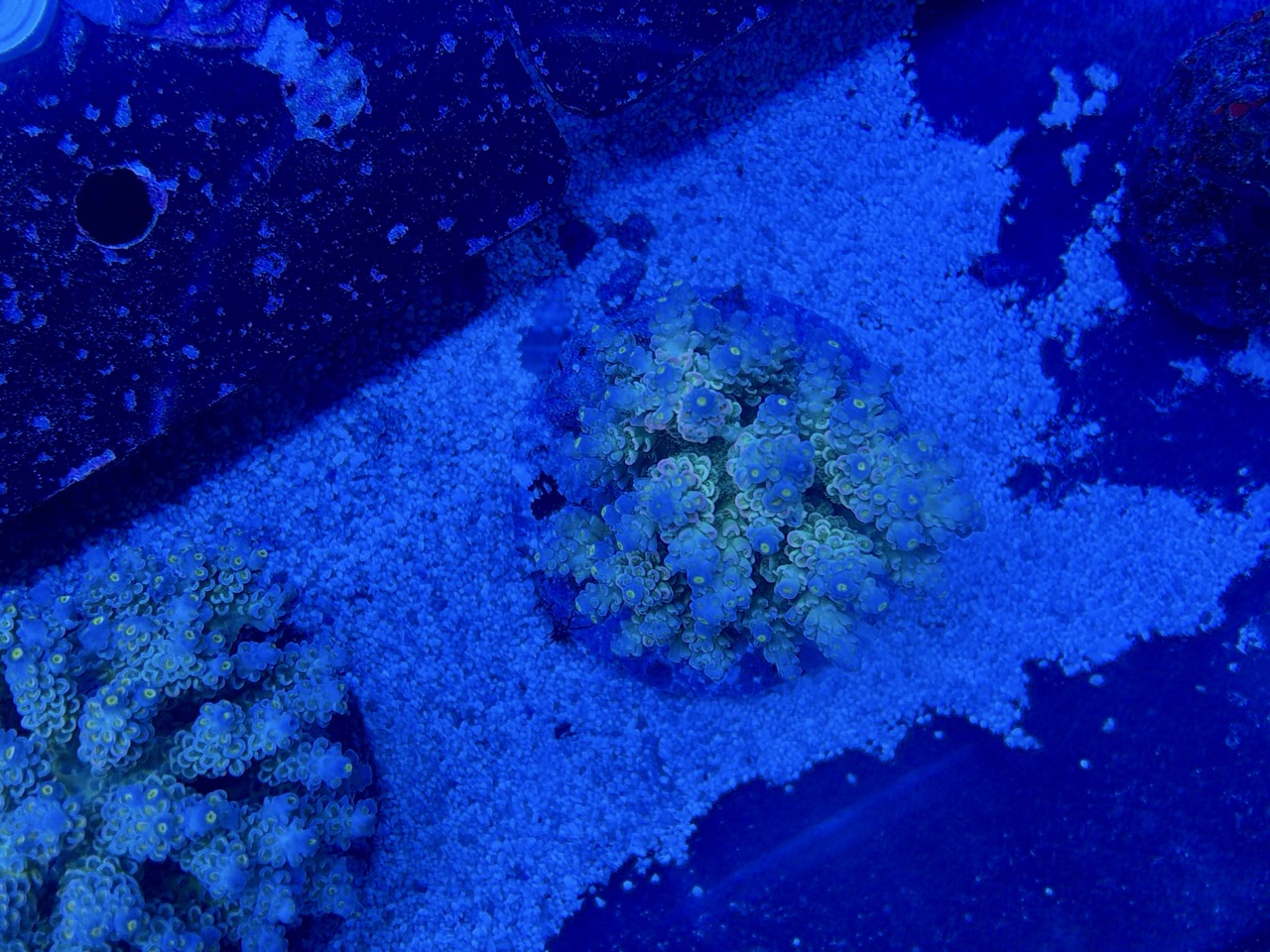 Acropora tenuis XL – Bild 2