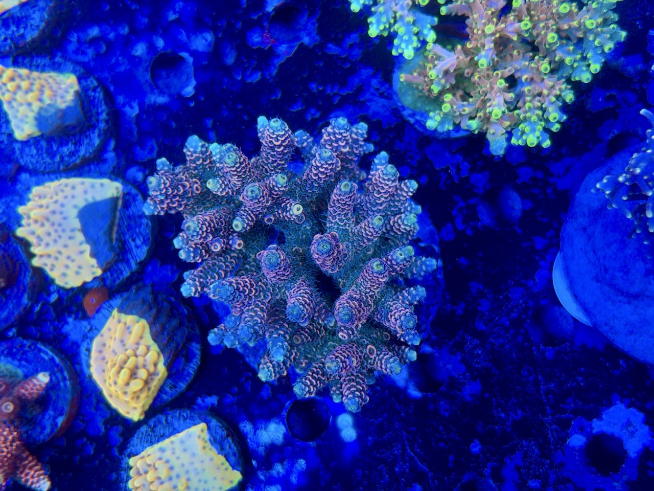 Acropora millepora XL – Bild 2