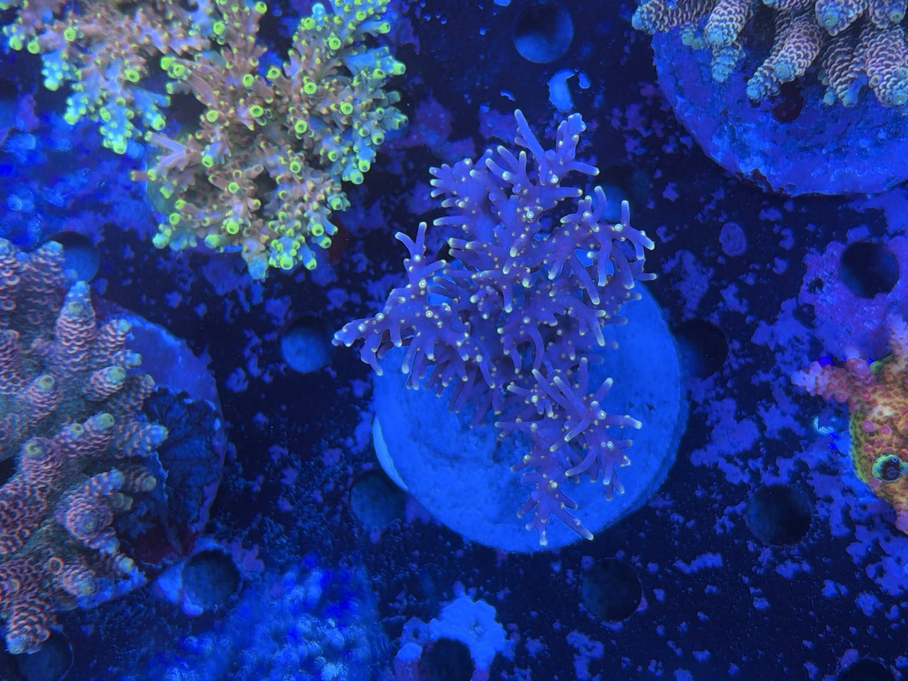 Acropora echinata L – Bild 2