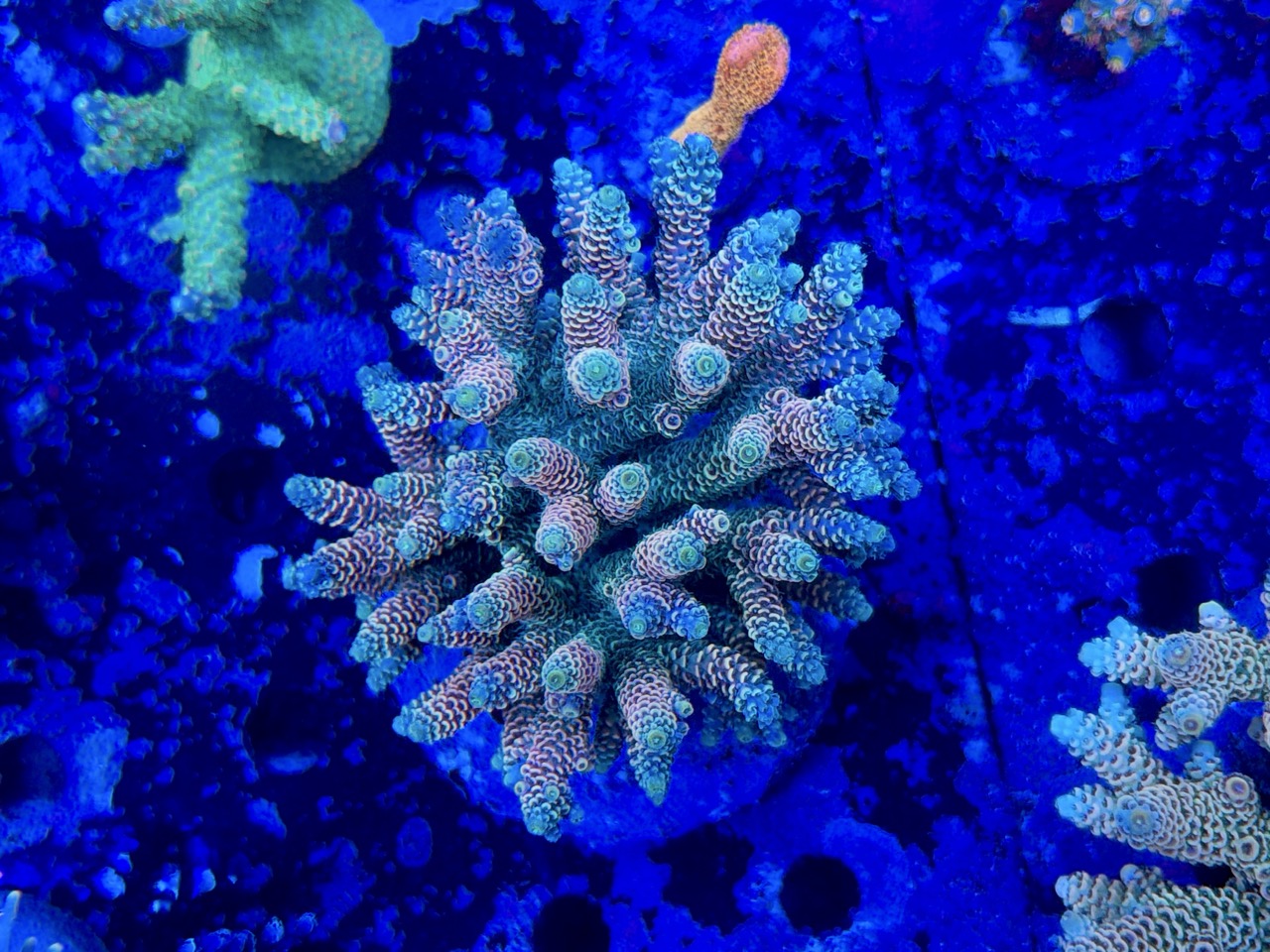 Acropora millepora XL – Bild 2