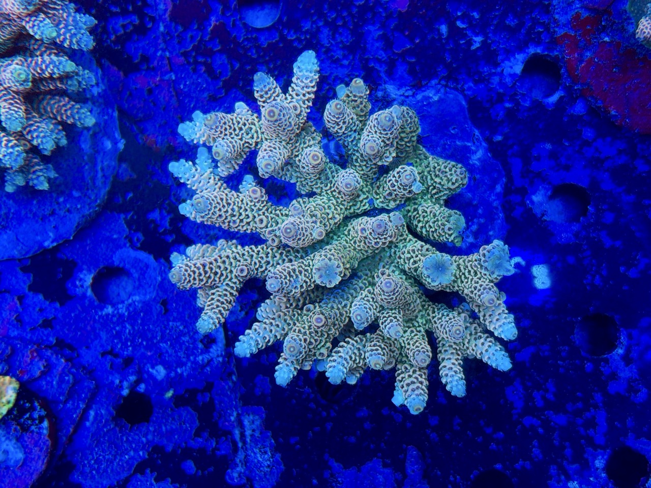 Acropora millepora XL – Bild 2