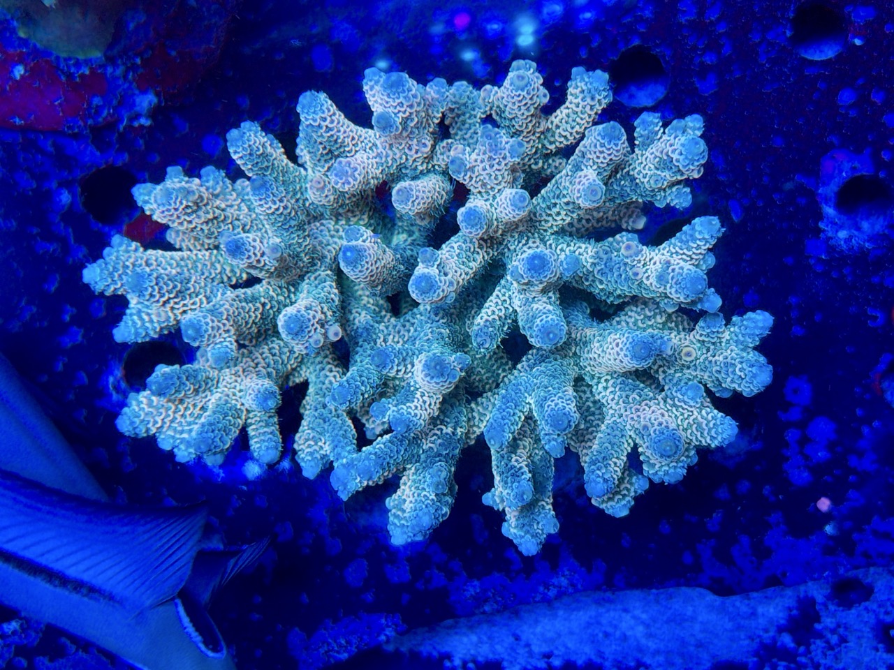 Acropora millepora XXL – Bild 2