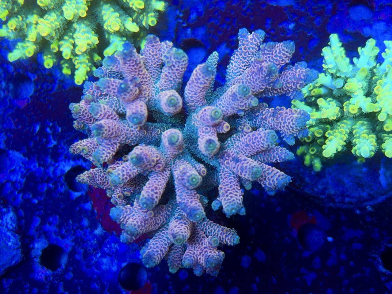 Acropora millepora XXL – Bild 2